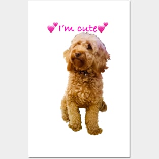 I am Cute says the fluffy, cavapoo, cavalier king charles spaniel Posters and Art